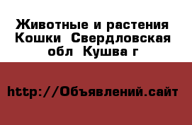 Животные и растения Кошки. Свердловская обл.,Кушва г.